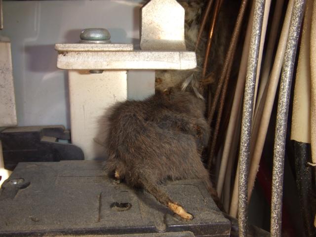 Dead rodent in electrical panel. More common that you think.