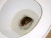 Rodent in toilet....Yuck!
