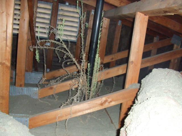 Plants growing in the attic.